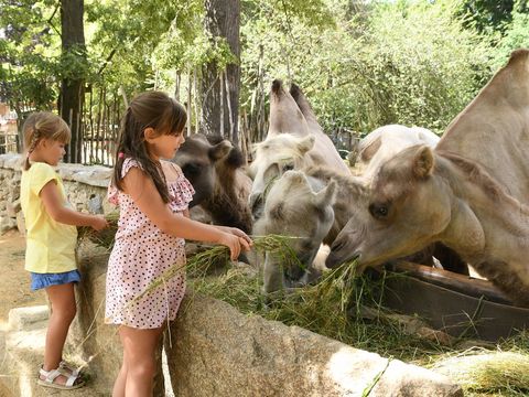 Zwei Kinder füttern Tiere im Tierpark Görlitz.